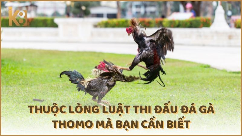 Thuoc Long Luat Thi Dau Da Ga Thomo Ma Ban Can Biet (1)